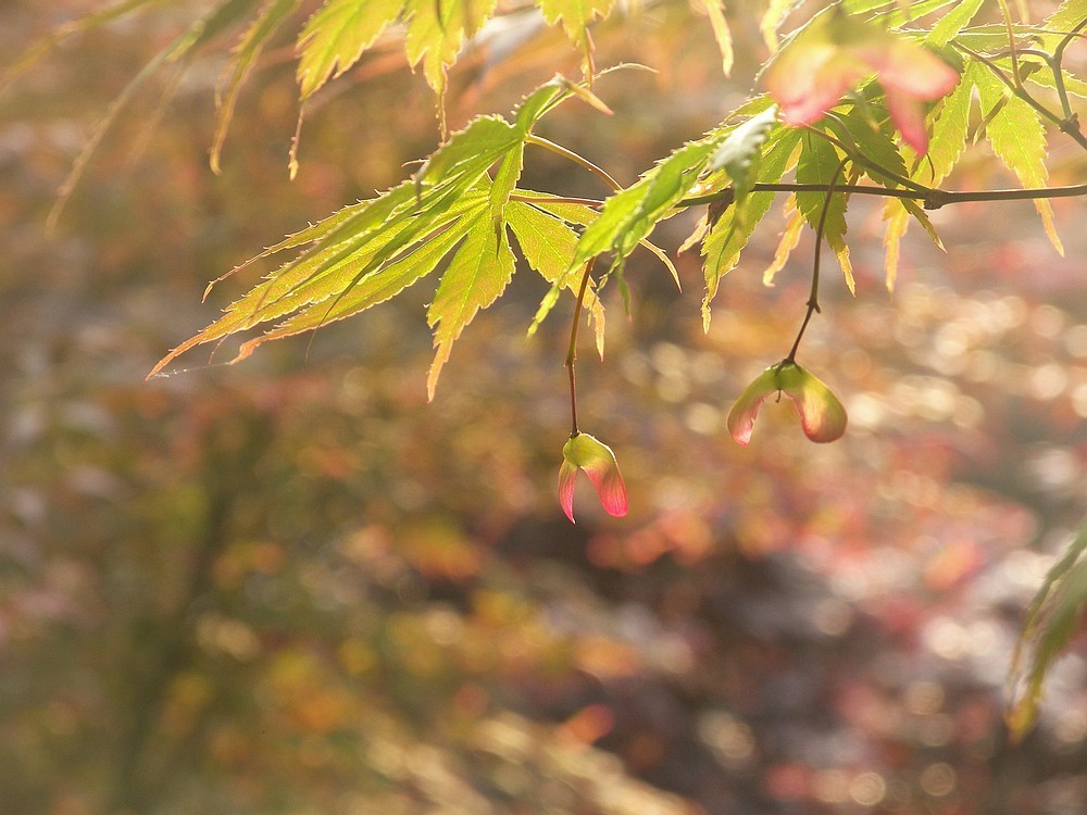 [P880]柯达P880初拍河边的早晨