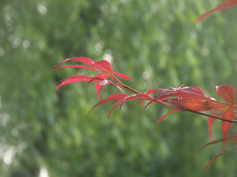 [P880]柯达P880初拍河边的早晨