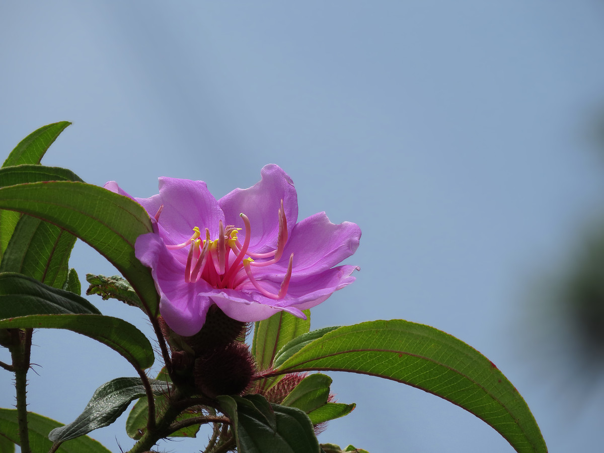 一组野花金锦香