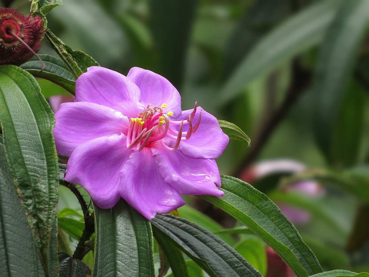 一组野花金锦香