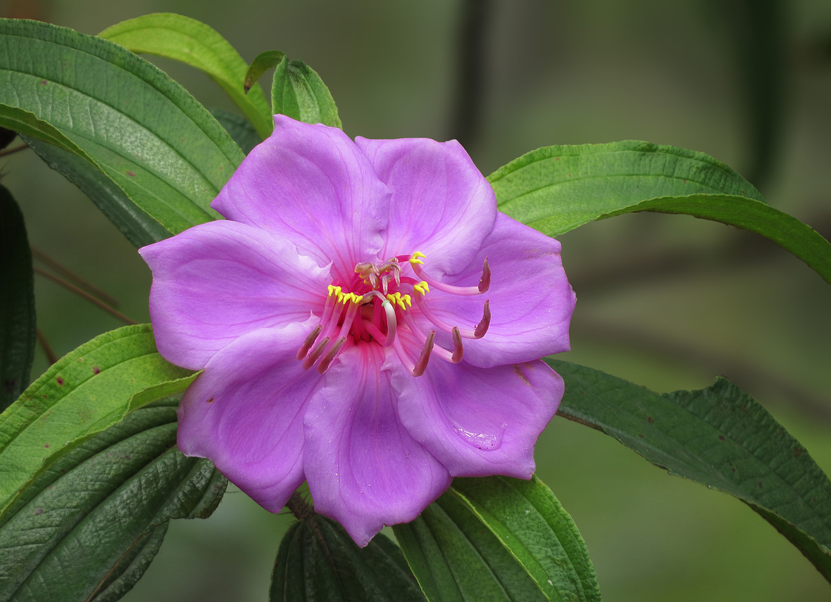 一组野花金锦香