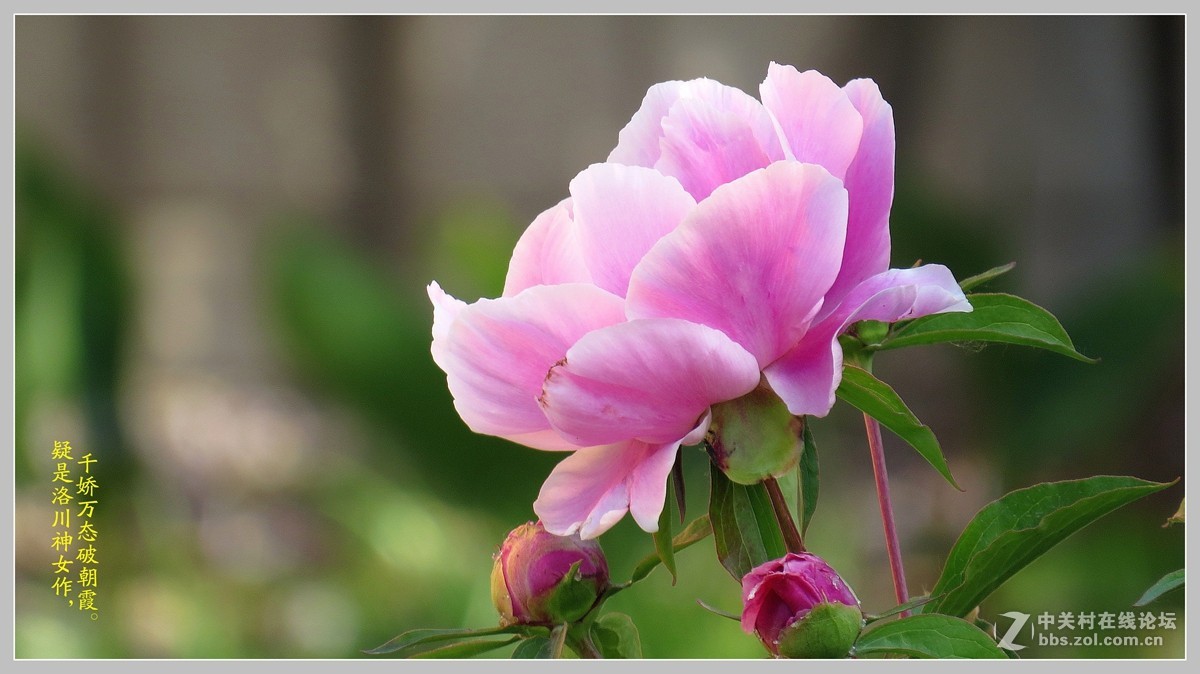 牡丹  （包头市---八一公园）