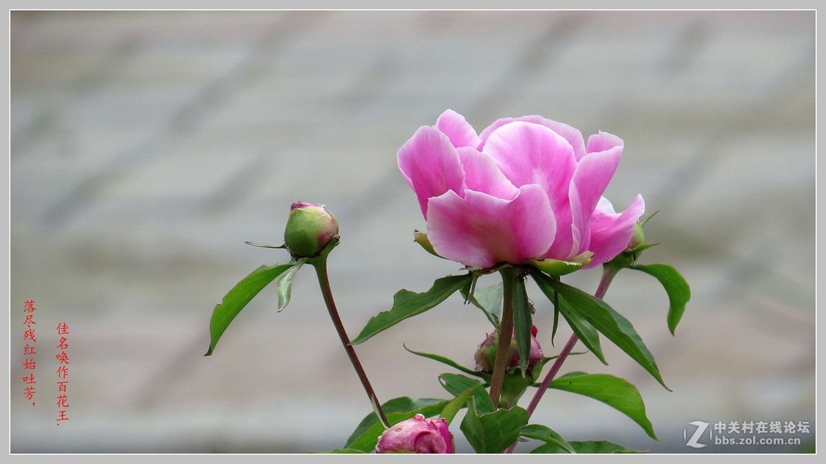 牡丹  （包头市---八一公园）