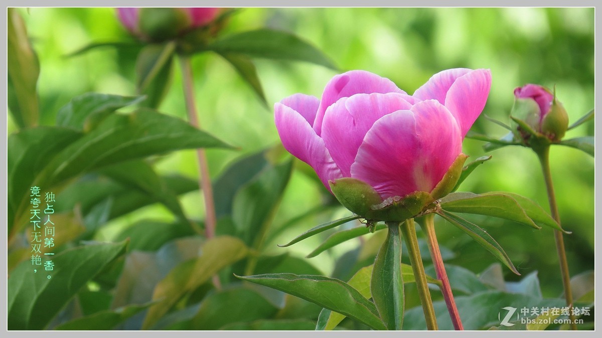 牡丹  （包头市---八一公园）