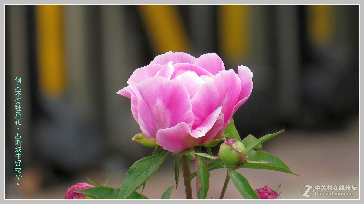 牡丹  （包头市---八一公园）