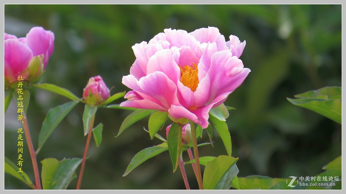 牡丹  （包头市---八一公园）