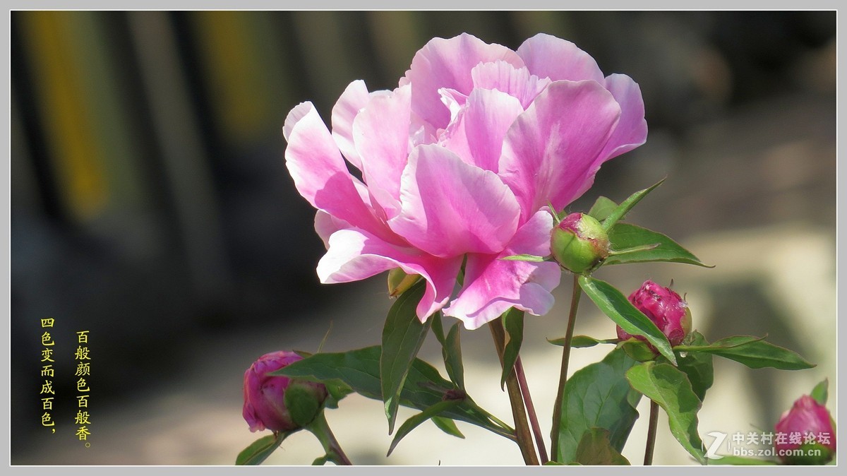 牡丹  （包头市---八一公园）