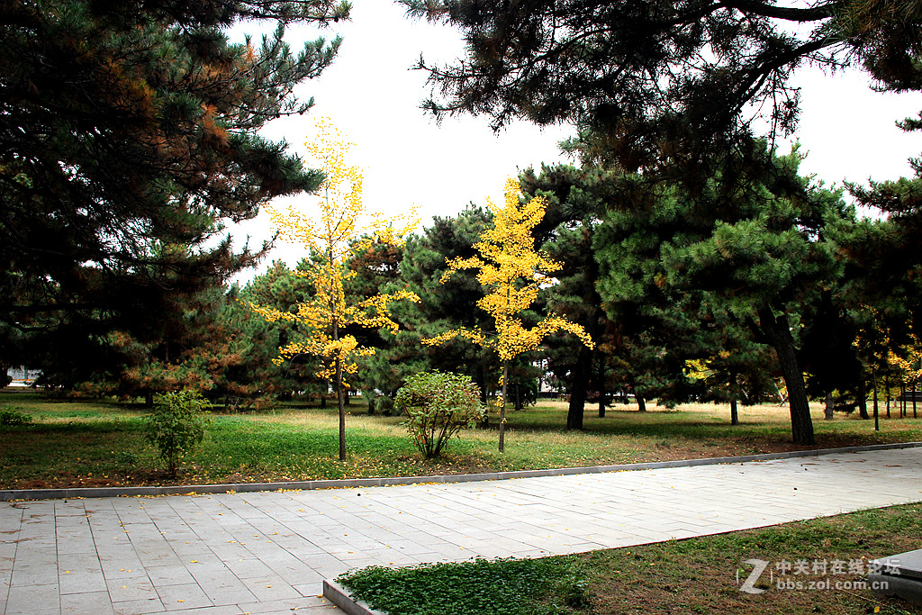 沈阳抗美援朝烈士陵园。烈士英灵永垂不朽！千秋万代与日月争辉（2）