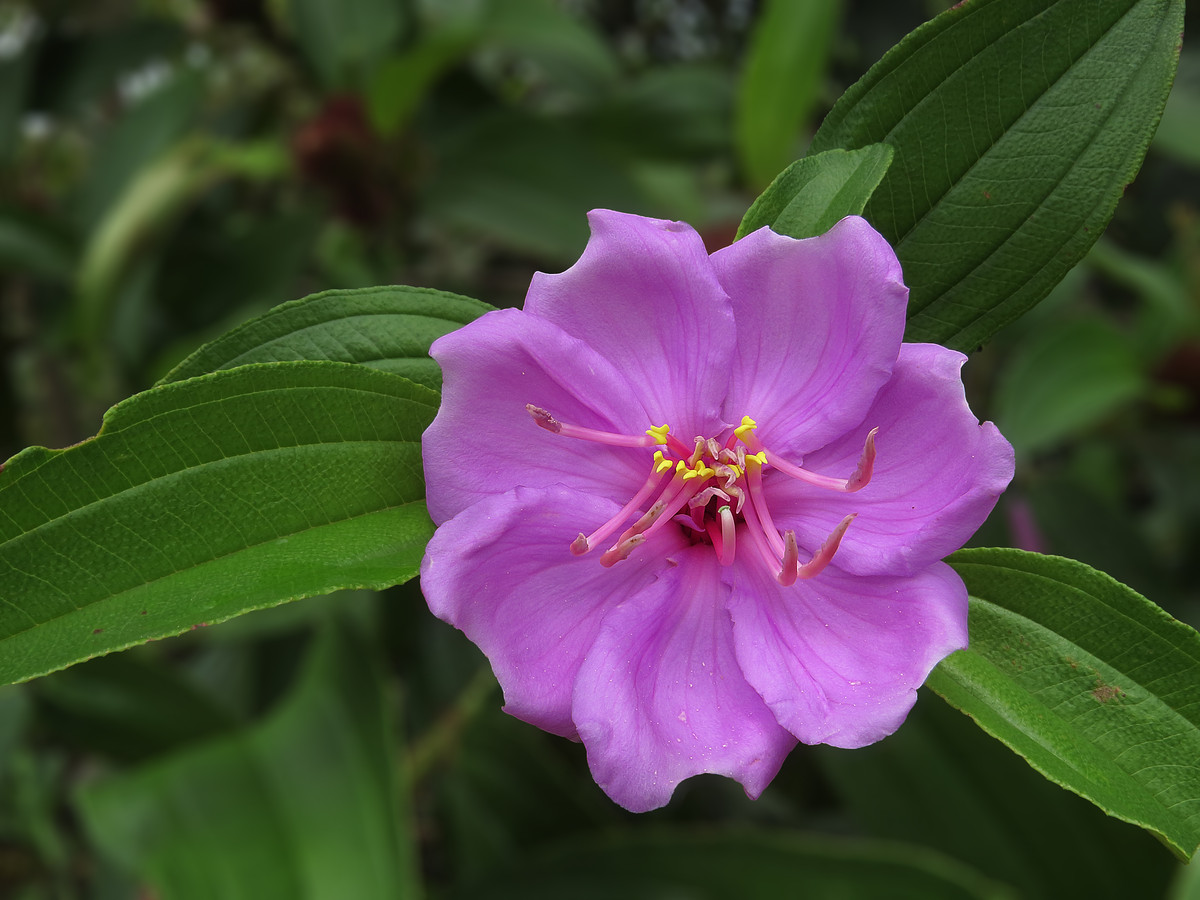 一组野花金锦香