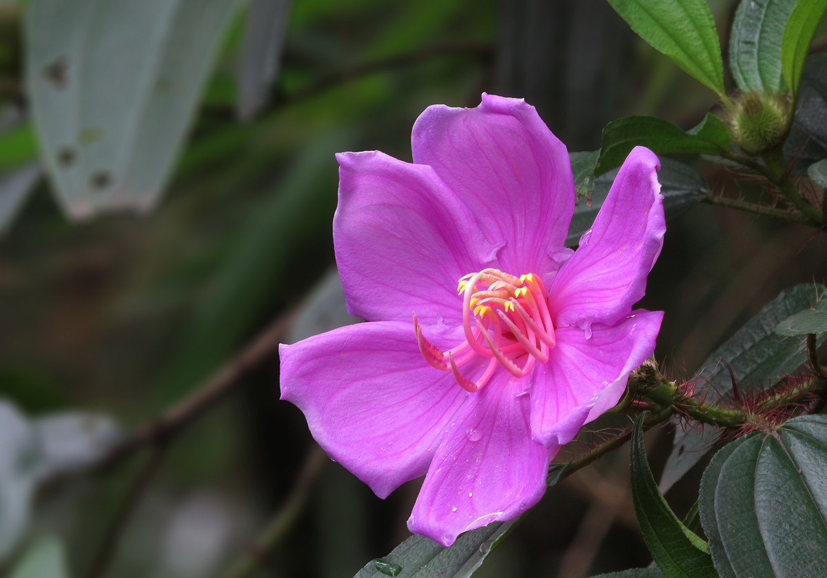 一组野花金锦香