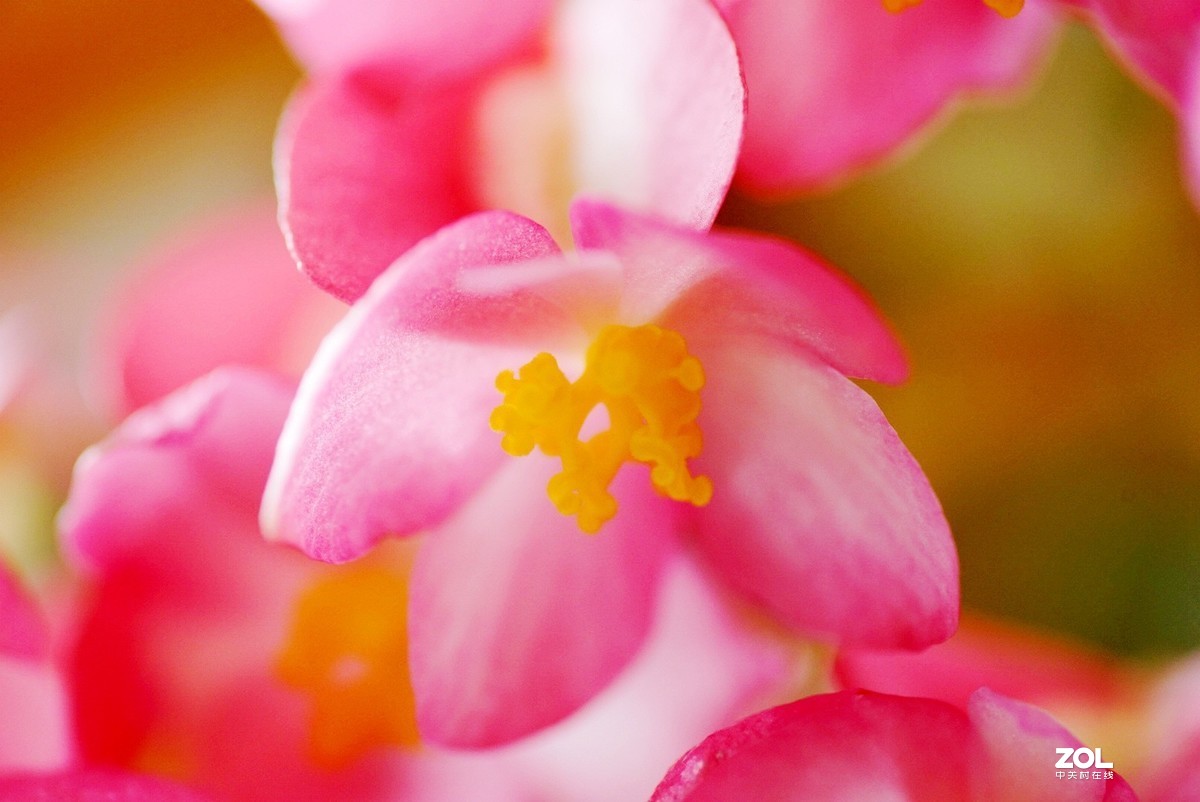 拍几张阳台上的大叶海棠花看看迎春的气息