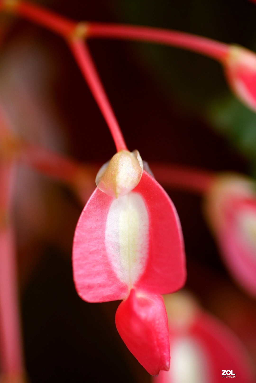 拍几张阳台上的大叶海棠花看看迎春的气息