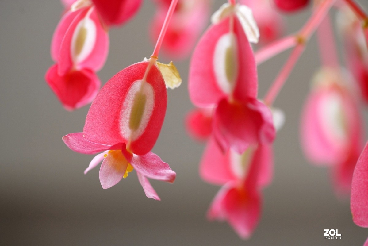 拍几张阳台上的大叶海棠花看看迎春的气息