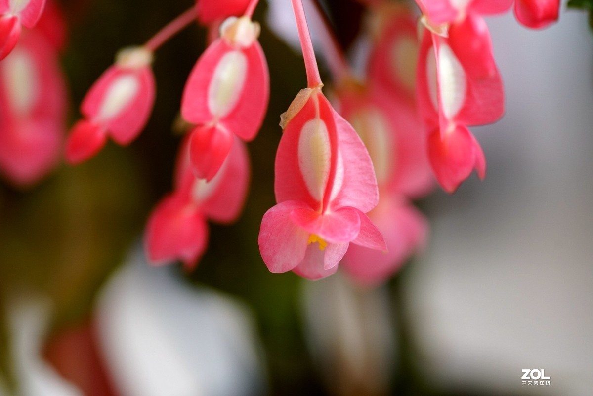 拍几张阳台上的大叶海棠花看看迎春的气息