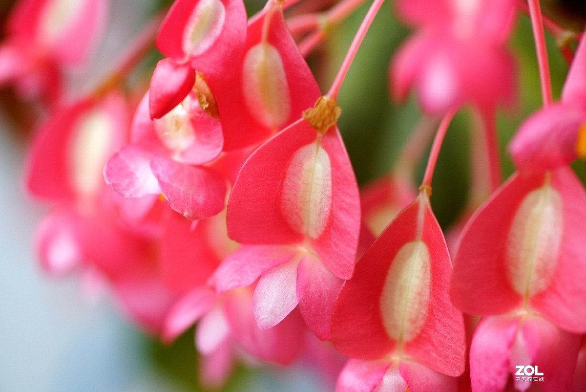 拍几张阳台上的大叶海棠花看看迎春的气息