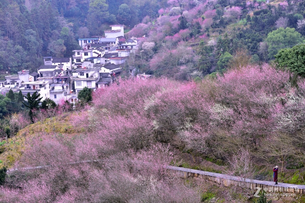 卖花渔村香雪海