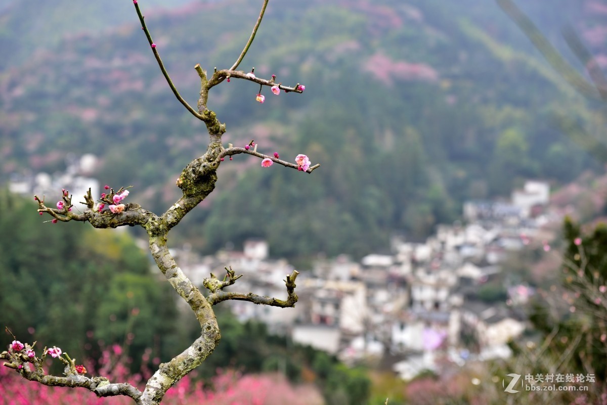 卖花渔村香雪海