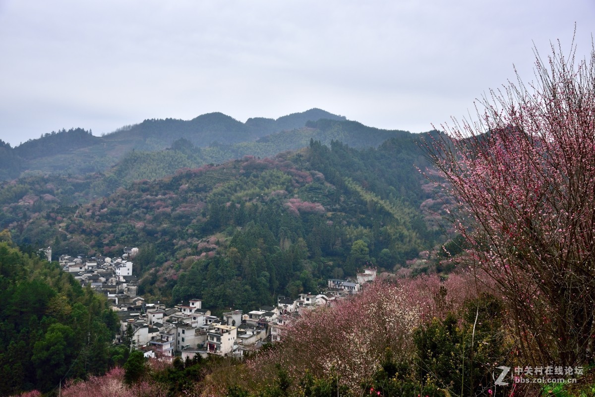 卖花渔村香雪海