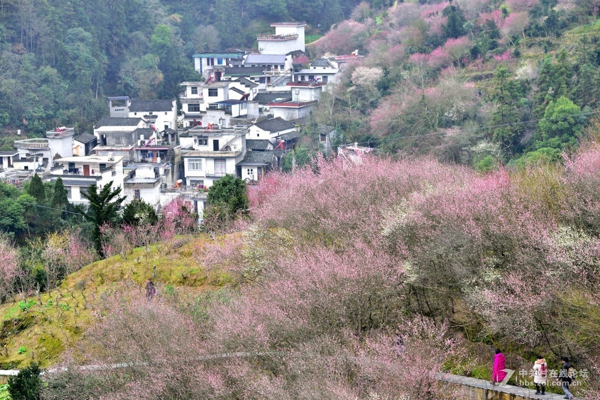 卖花渔村香雪海