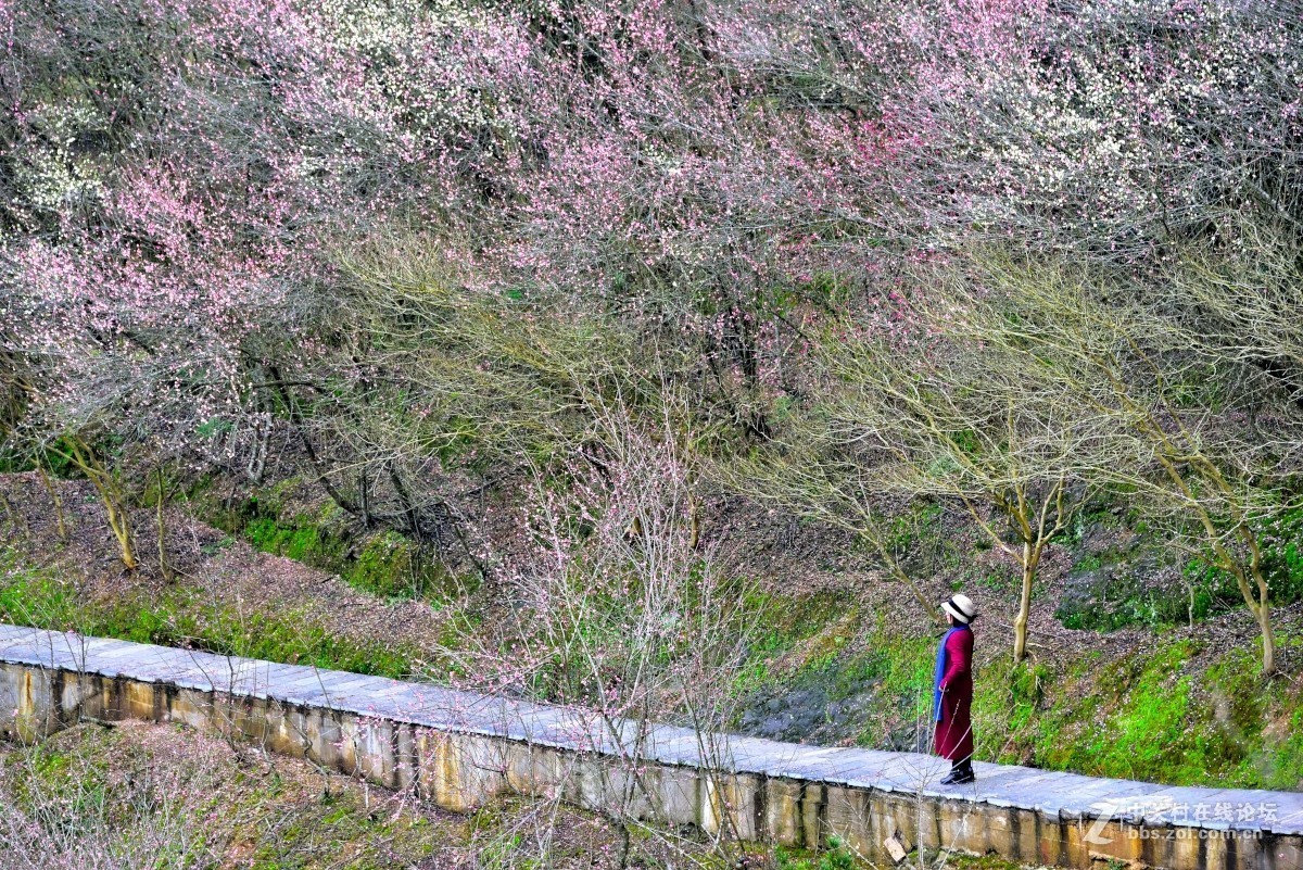卖花渔村香雪海