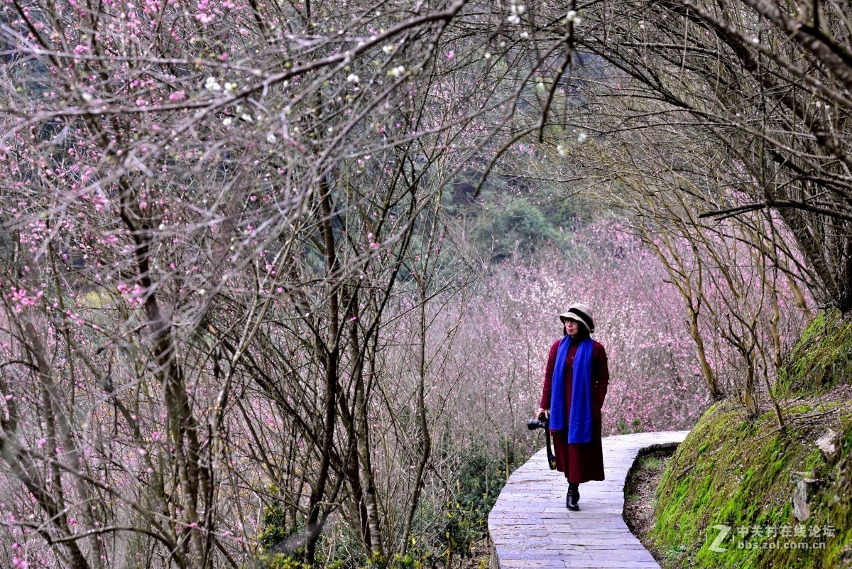 卖花渔村香雪海
