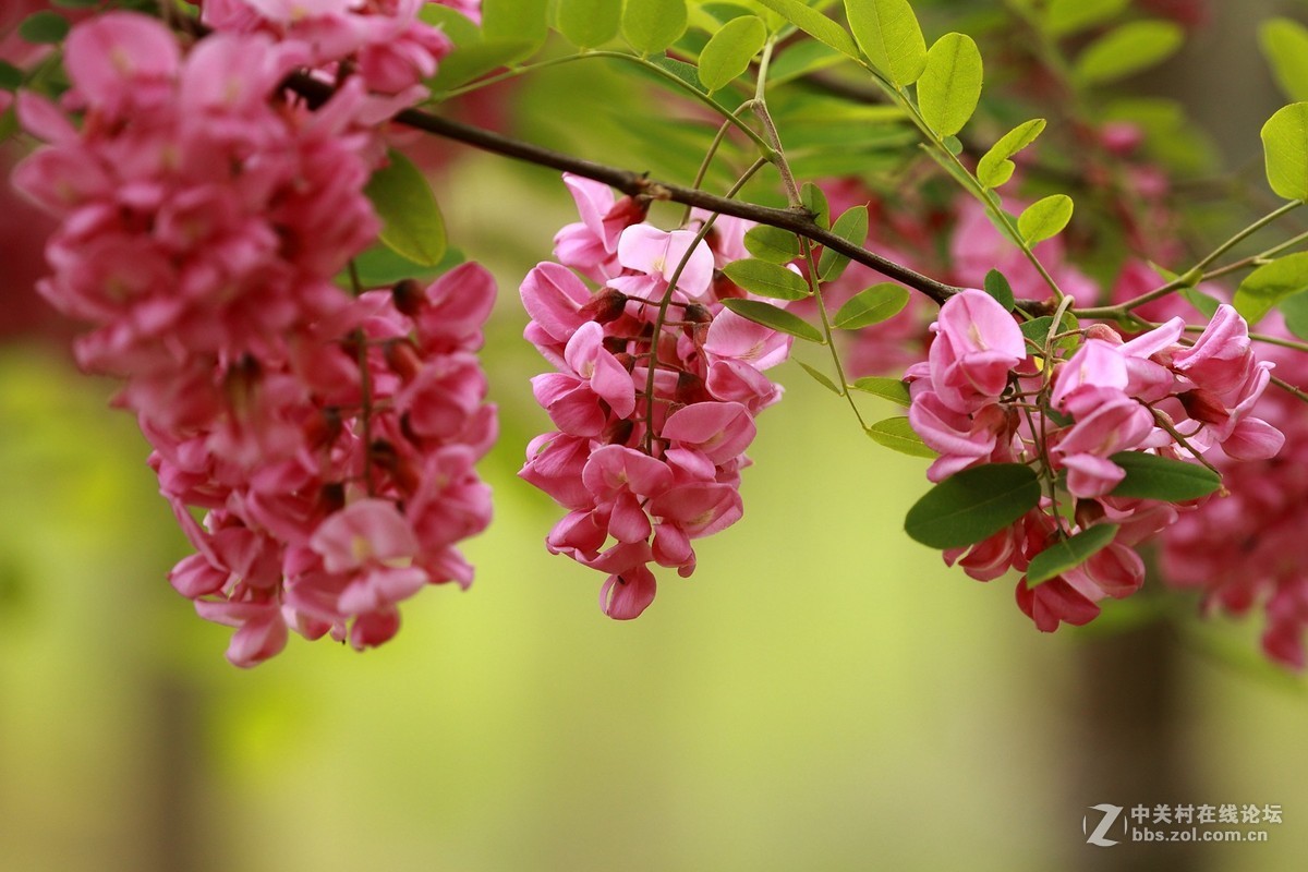 春天的中国美丽的红槐花