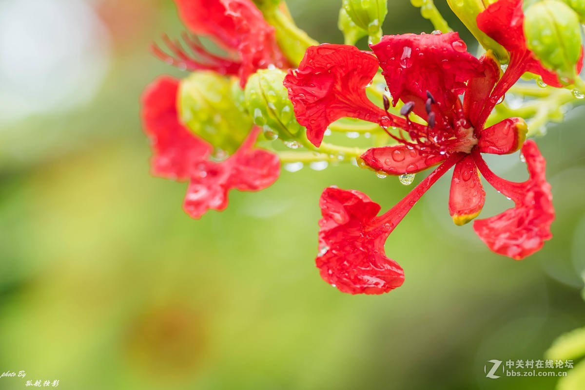 雨后金凤花