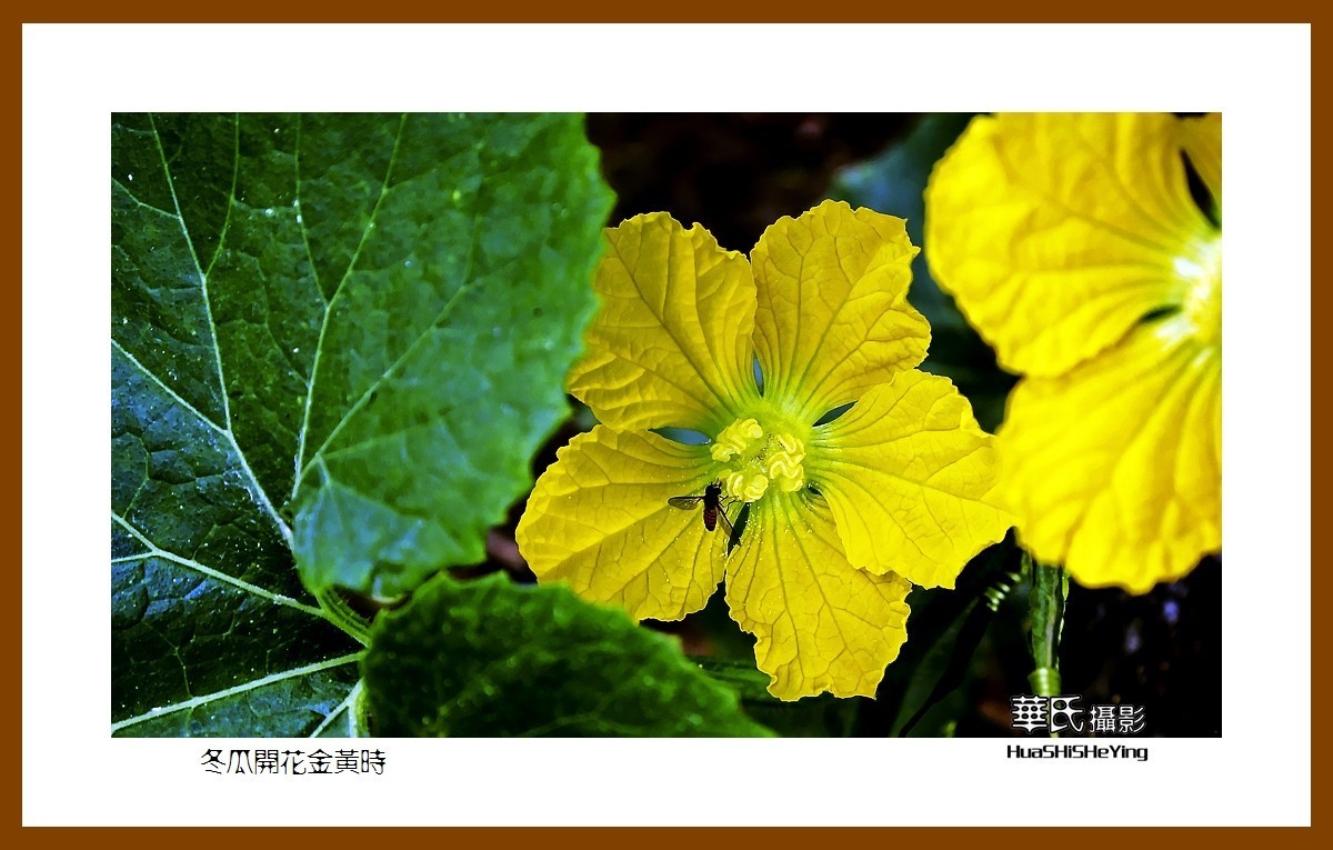 色眼看花冬瓜开花金黄时鞍山铁西区南地号村