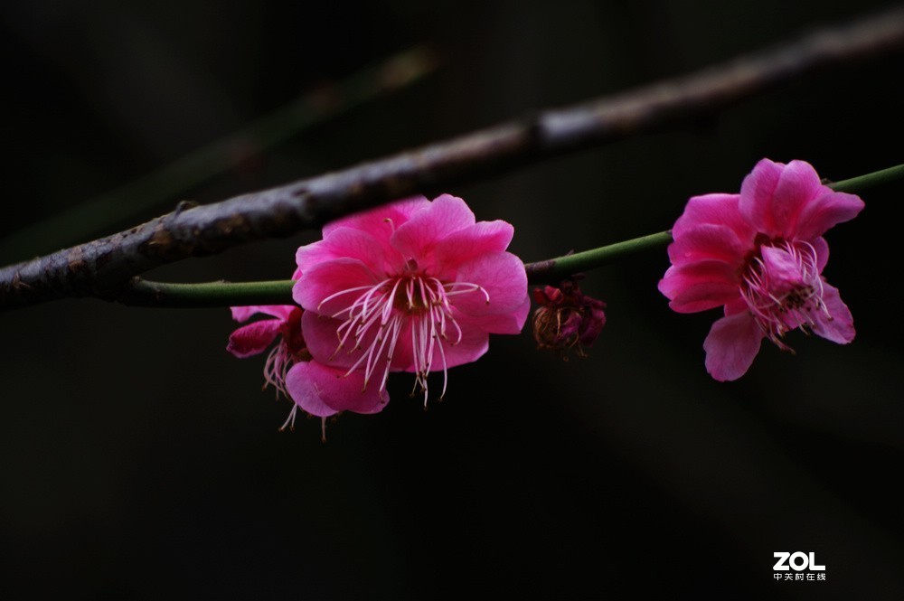 梅园梅花