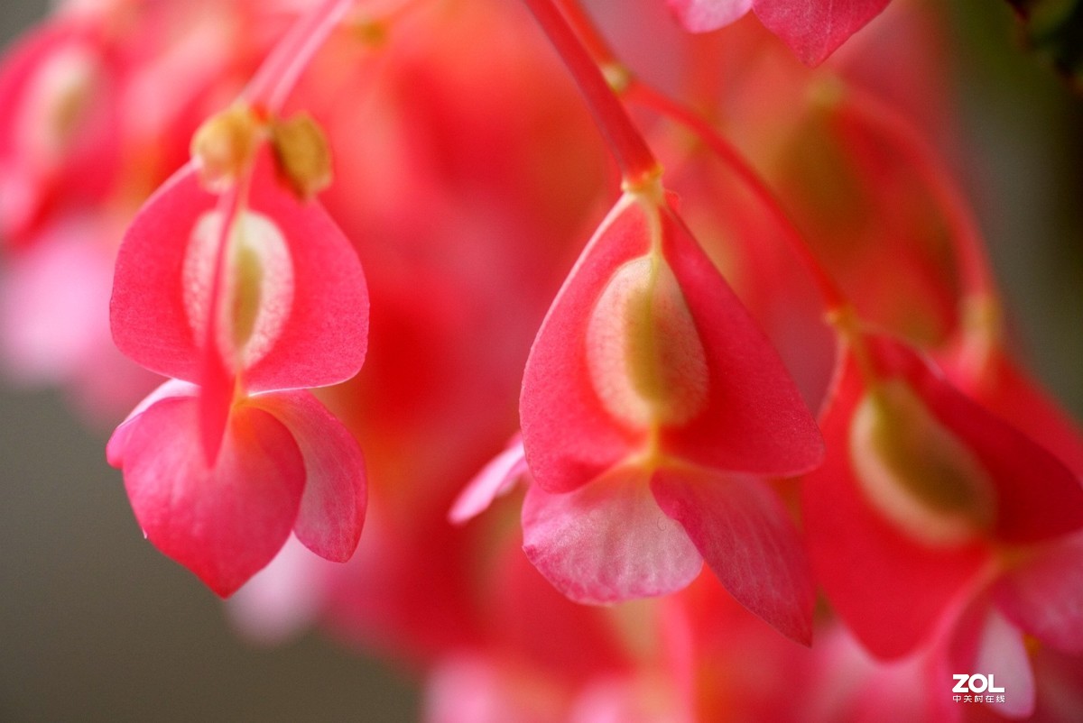 拍几张阳台上的大叶海棠花看看迎春的气息