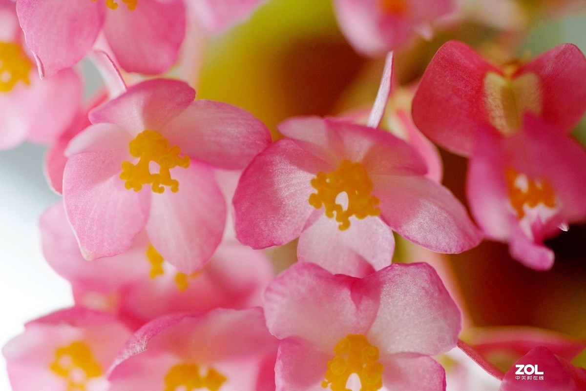 拍几张阳台上的大叶海棠花看看迎春的气息