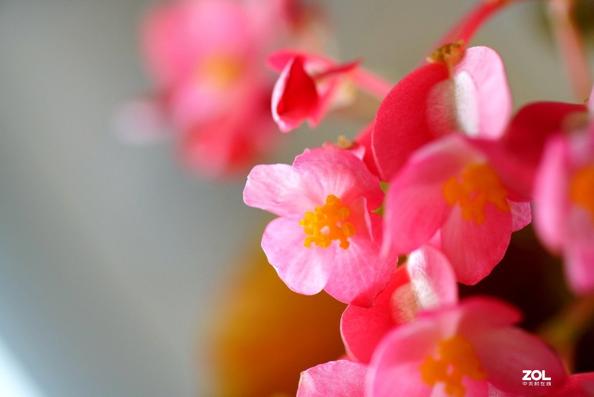 拍几张阳台上的大叶海棠花看看迎春的气息