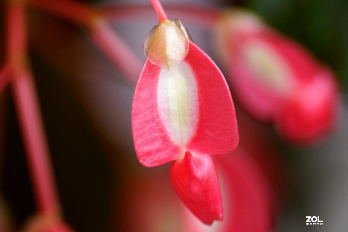 拍几张阳台上的大叶海棠花看看迎春的气息