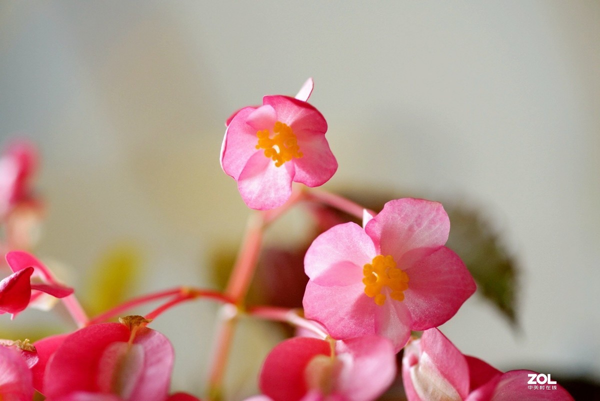 拍几张阳台上的大叶海棠花看看迎春的气息