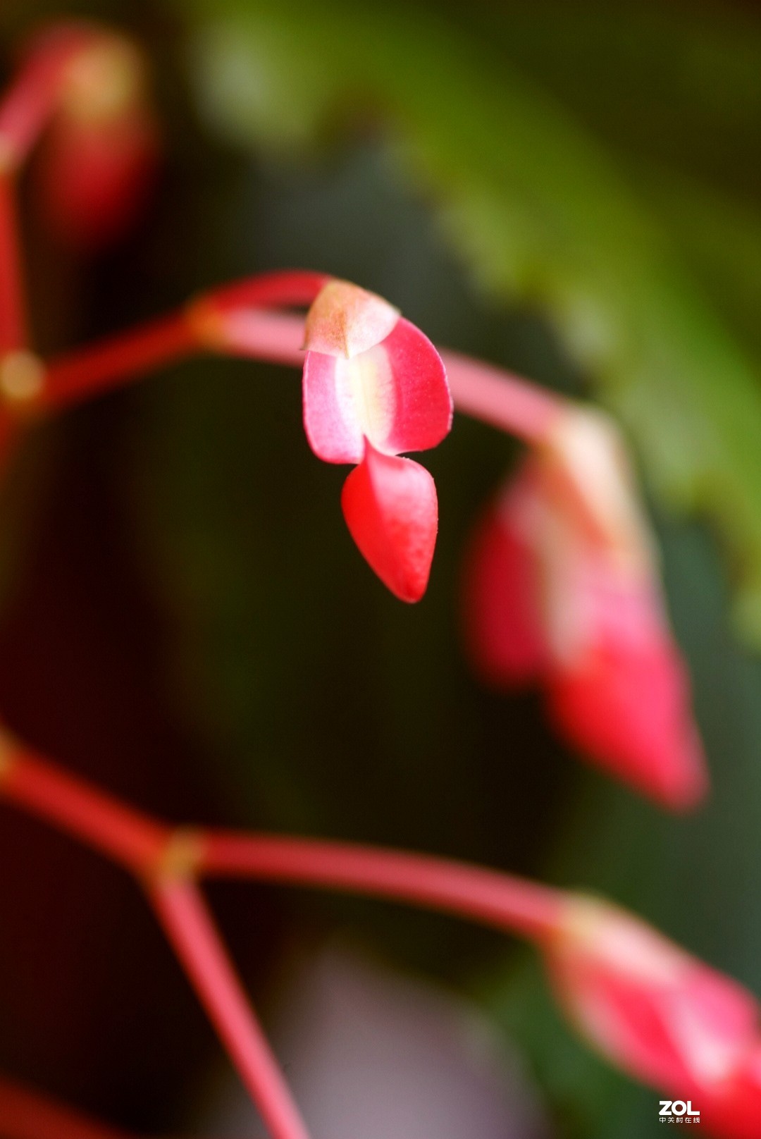 拍几张阳台上的大叶海棠花看看迎春的气息