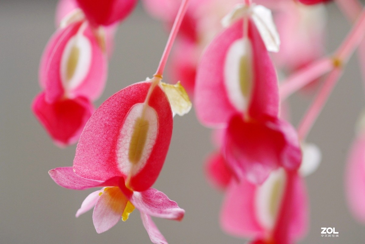 拍几张阳台上的大叶海棠花看看迎春的气息