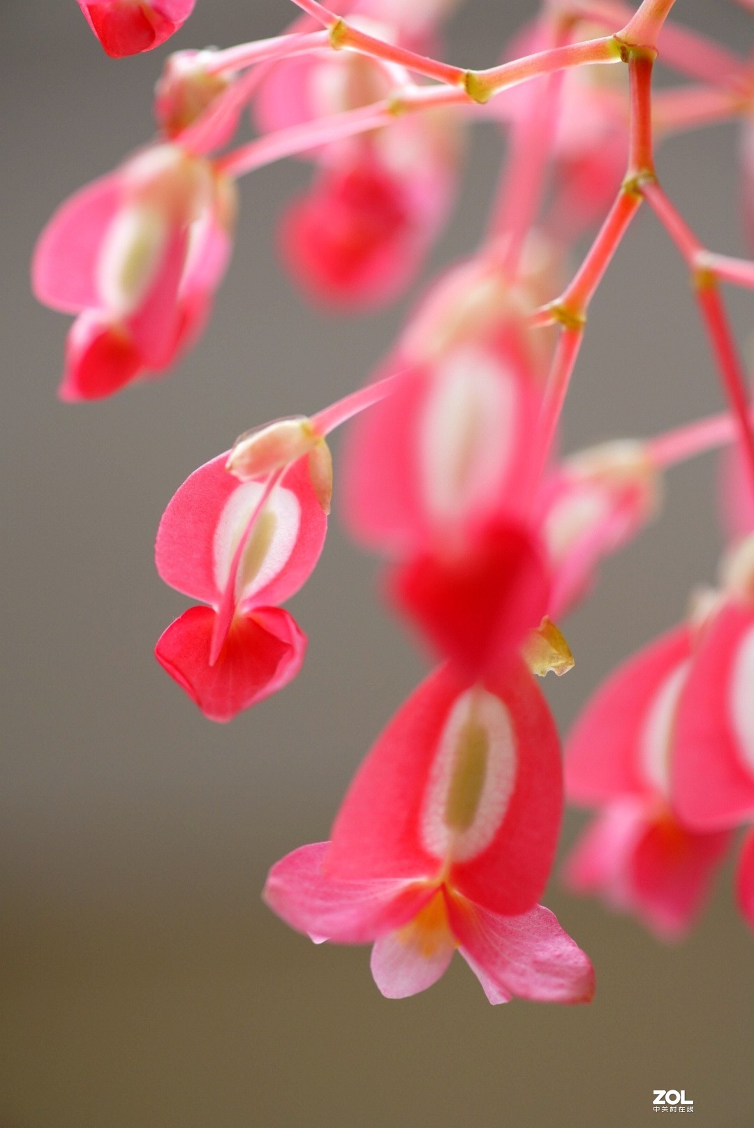 拍几张阳台上的大叶海棠花看看迎春的气息