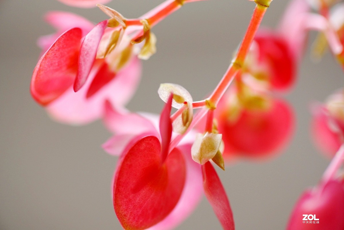 拍几张阳台上的大叶海棠花看看迎春的气息