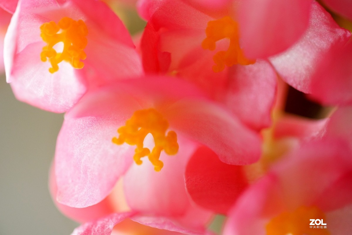 拍几张阳台上的大叶海棠花看看迎春的气息