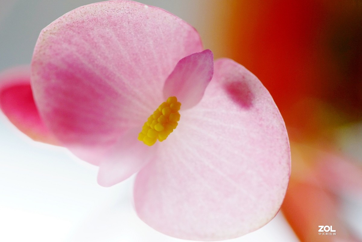 拍几张阳台上的大叶海棠花看看迎春的气息