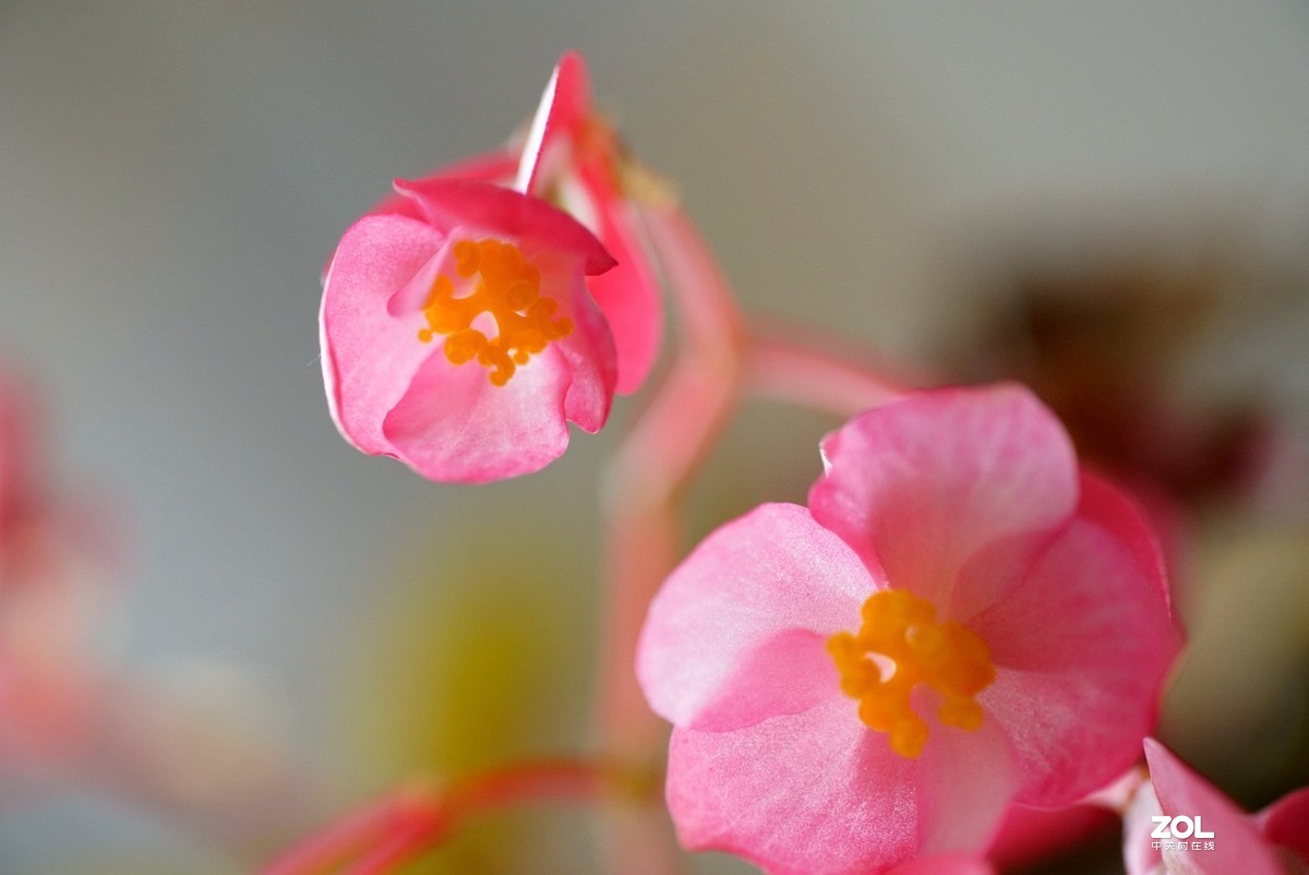 拍几张阳台上的大叶海棠花看看迎春的气息