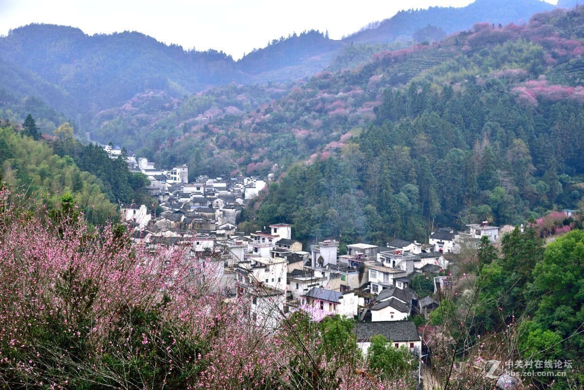 卖花渔村香雪海