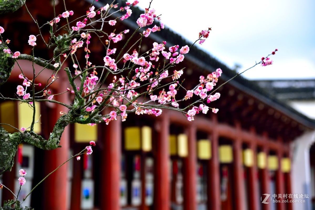 卖花渔村香雪海