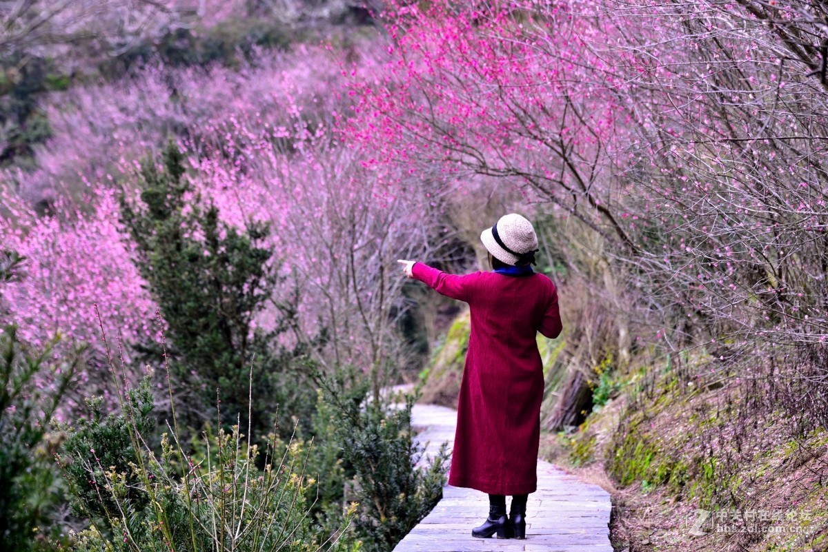 卖花渔村香雪海
