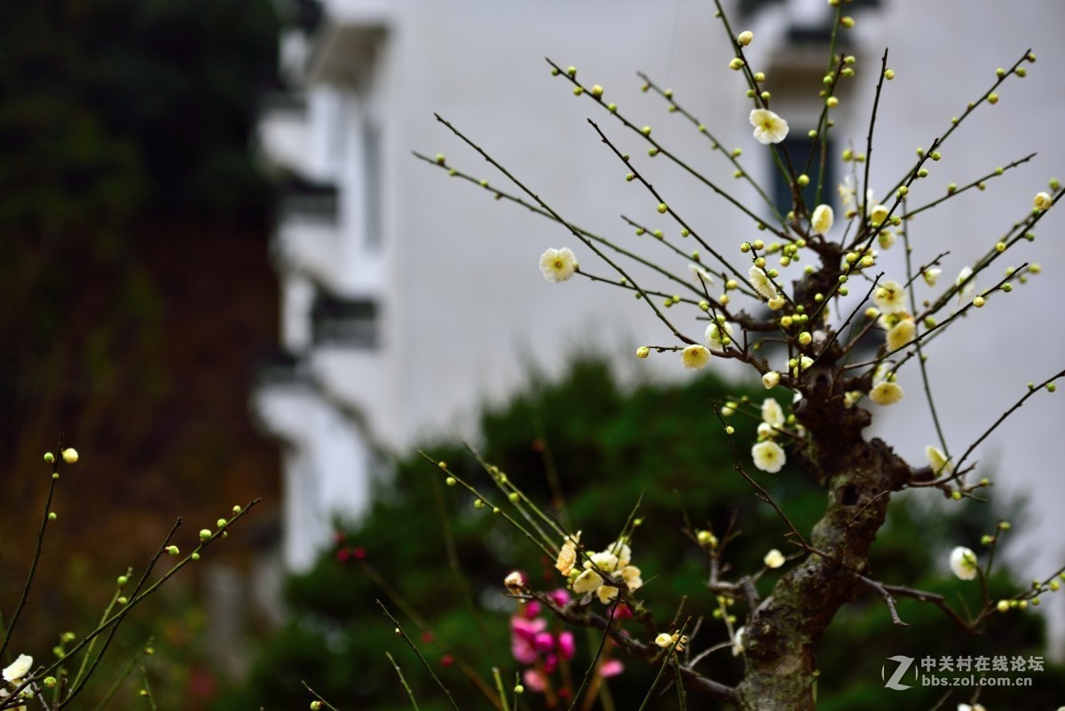 卖花渔村香雪海