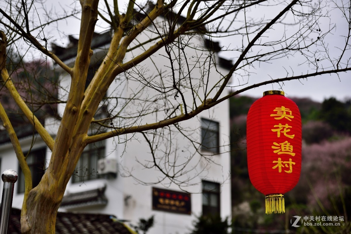 卖花渔村香雪海