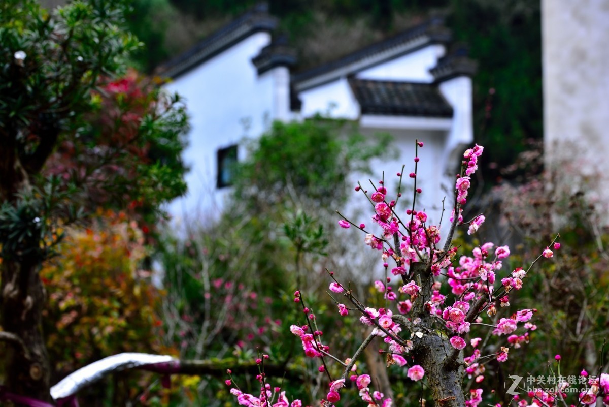 卖花渔村香雪海