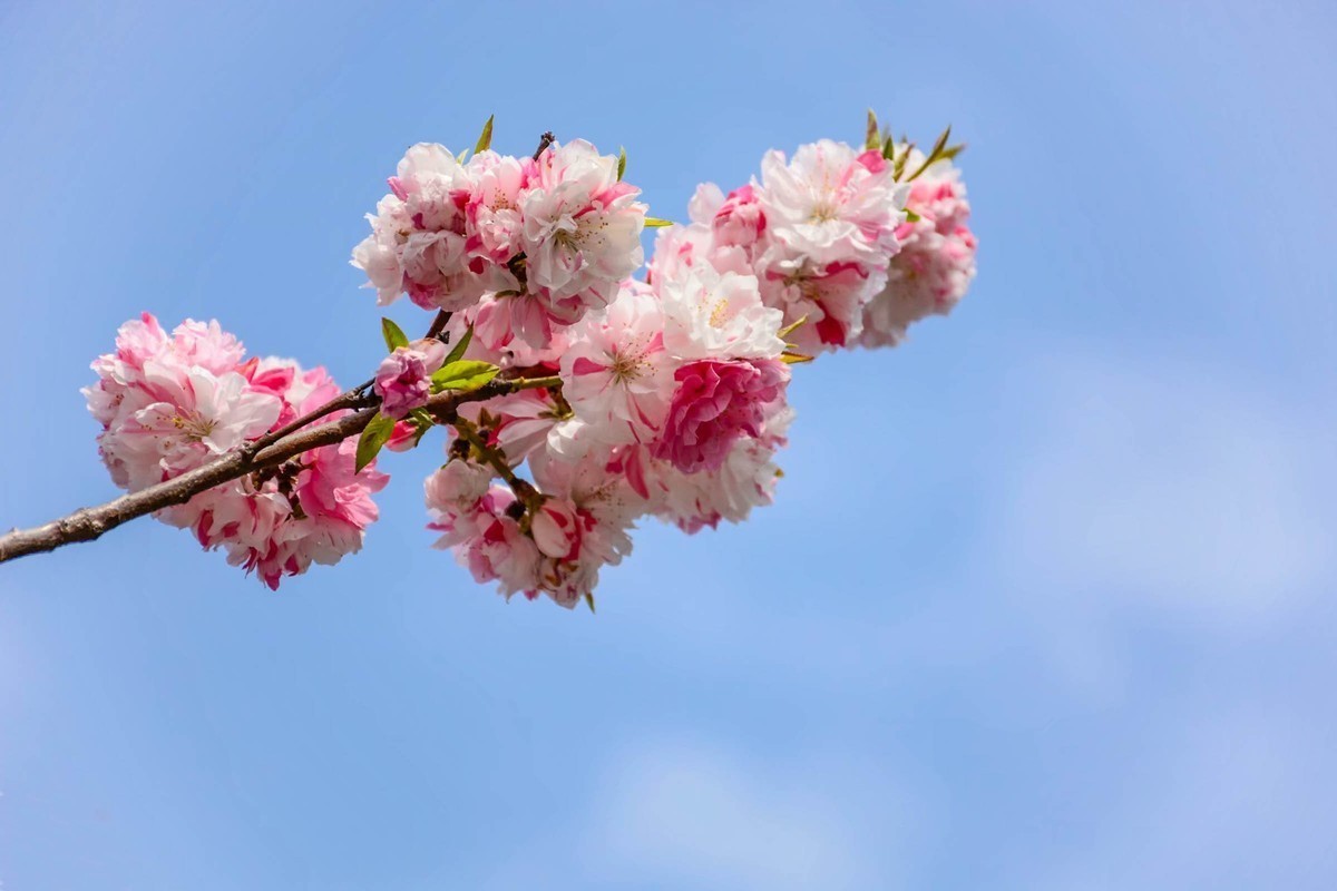 用D7100套头拍的一组花花