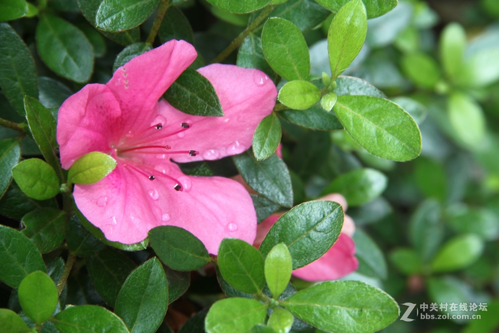 雨后杜鹃花