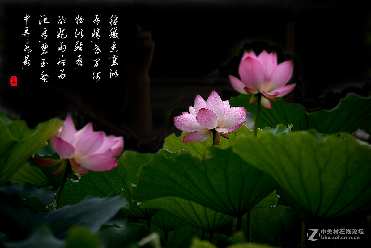 55-300mm变焦头拍摄荷花